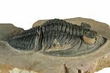 Fascinating Zlichovaspis Trilobite - Orange Eye Facets #351301-2